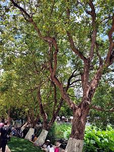 Kunming - Parc Cuihu - 51